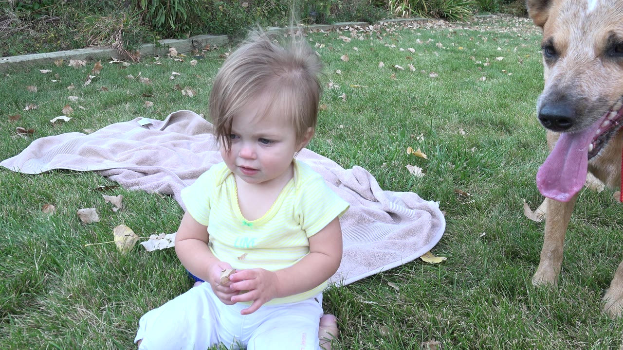 Toddler sitting on grass near a tan dog in a backyard.