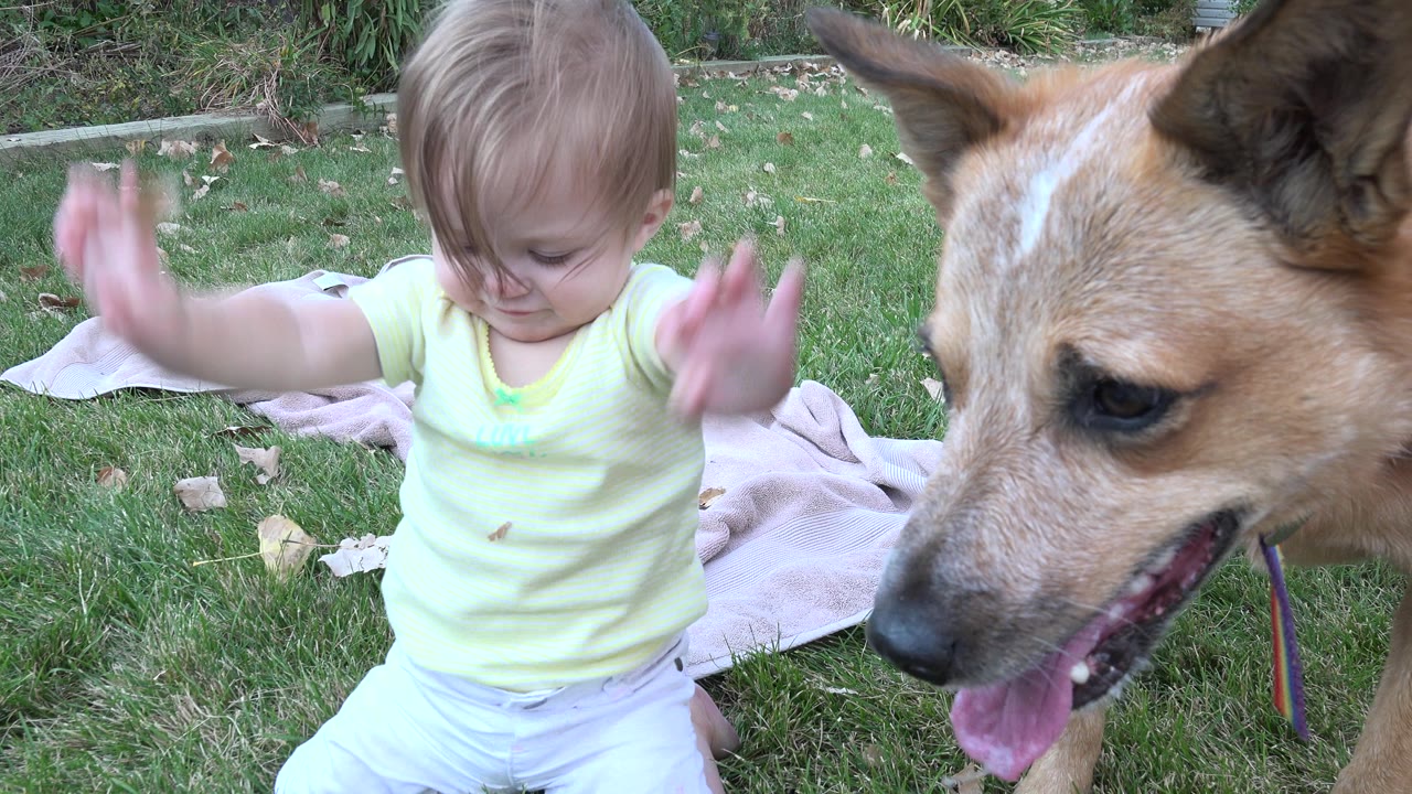 Toddler raising arms beside a tan dog on grass.
