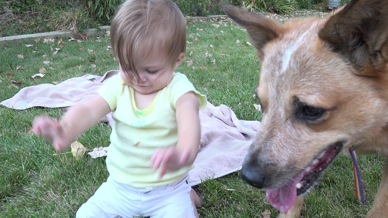 At 0:01, the child looks downward with arms lowered as the tan dog remains close in the right foreground on the Westminster lawn.