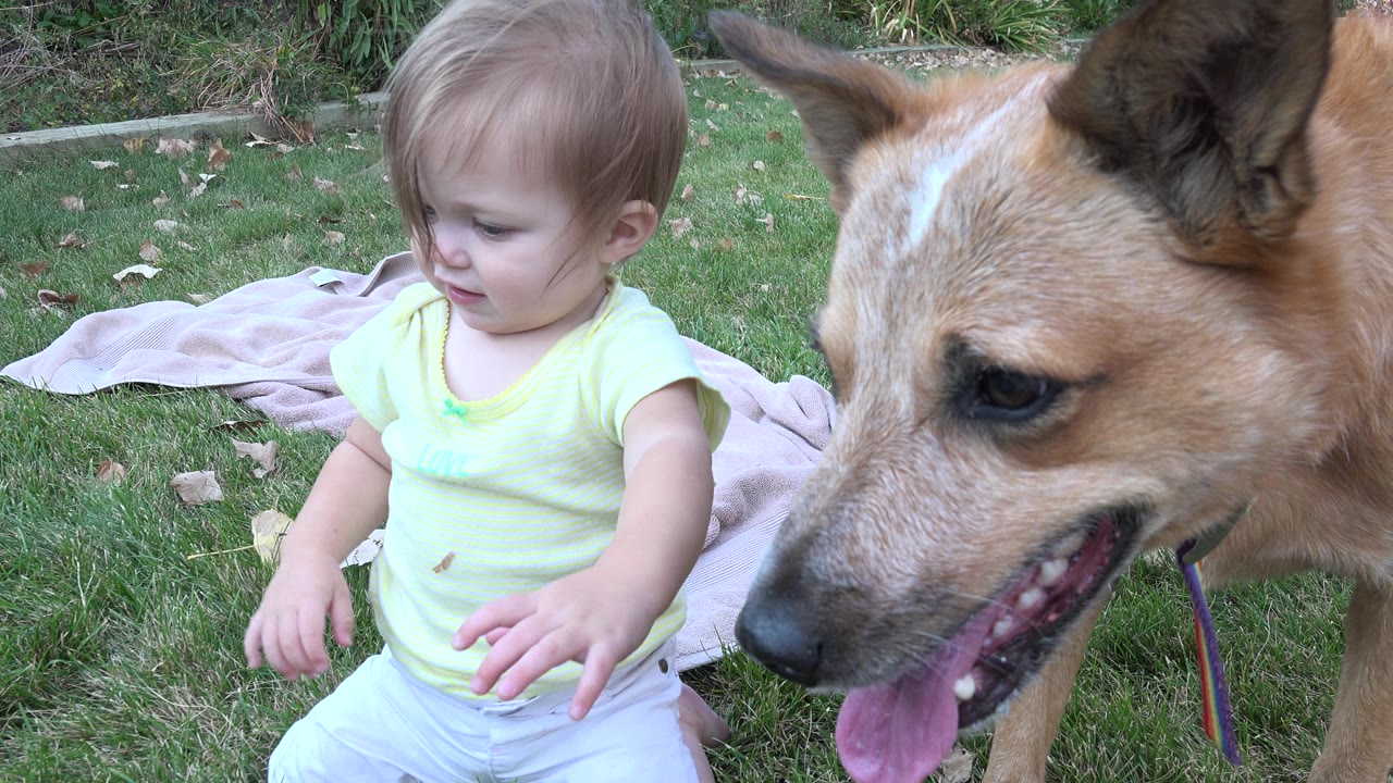 A blond toddler sits on grass in Westminster, Colorado while a tan dog fills the right side of the frame with a pink blanket behind them.