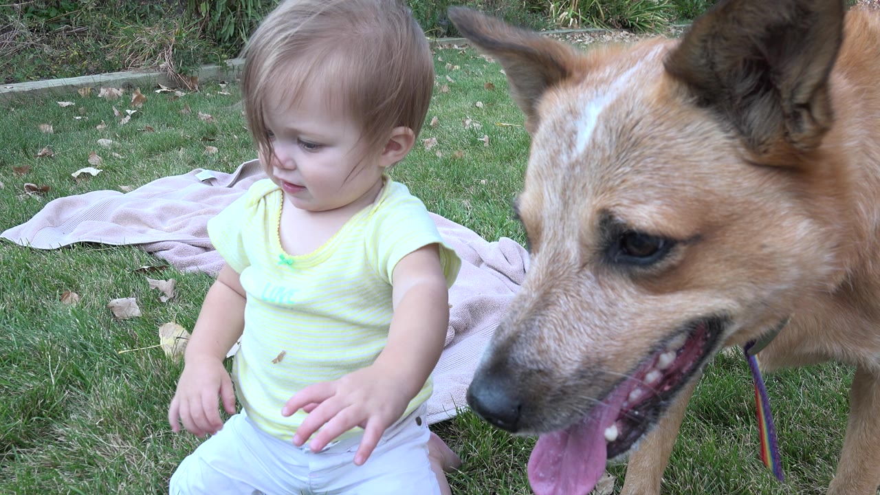 The toddler looks downward on the lawn in Westminster, Colorado while the tan dog pants close to camera at the right edge.