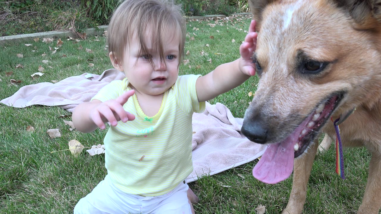 Baby reaching toward a tan dog on backyard grass.