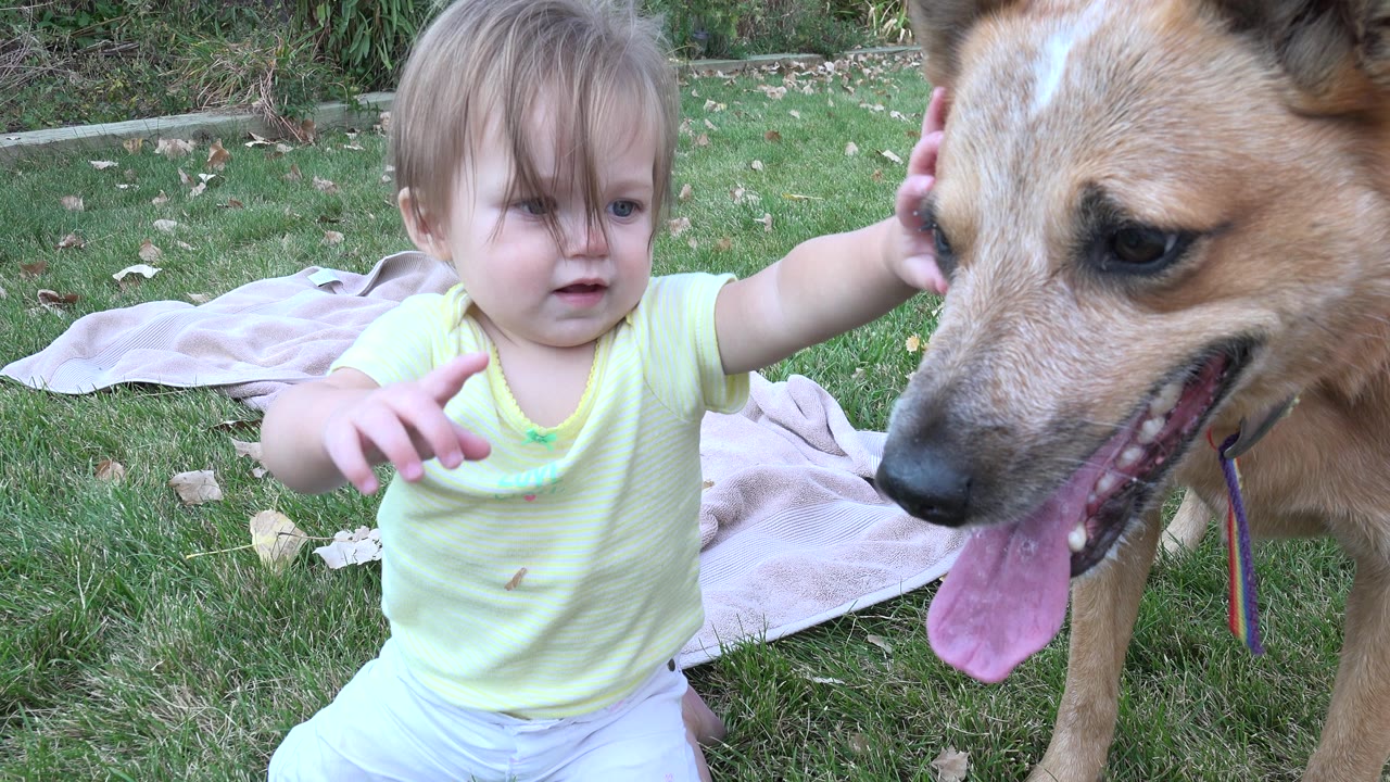 The baby sits on the lawn beside the tan dog, whose face and tongue fill the right side of the frame in a Westminster, Colorado backyard.