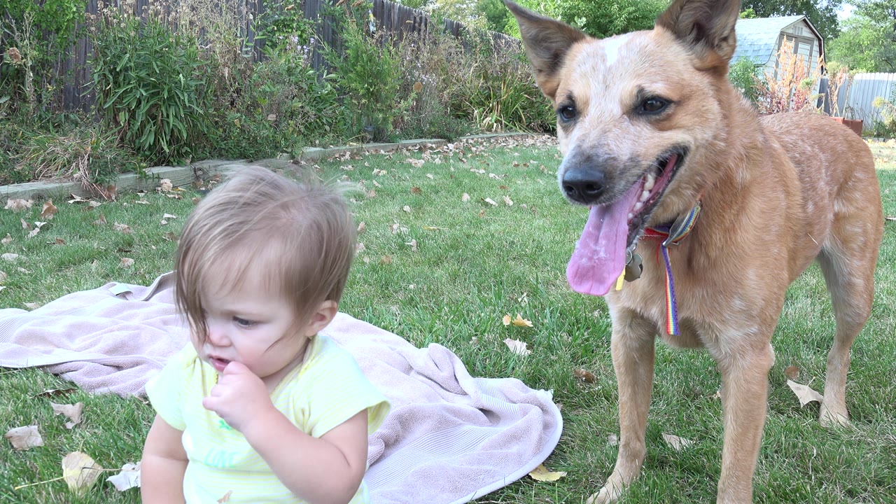 A young child sits low in the grass beside a standing tan dog in a Westminster, Colorado backyard, with a pale blanket and garden plants behind them.