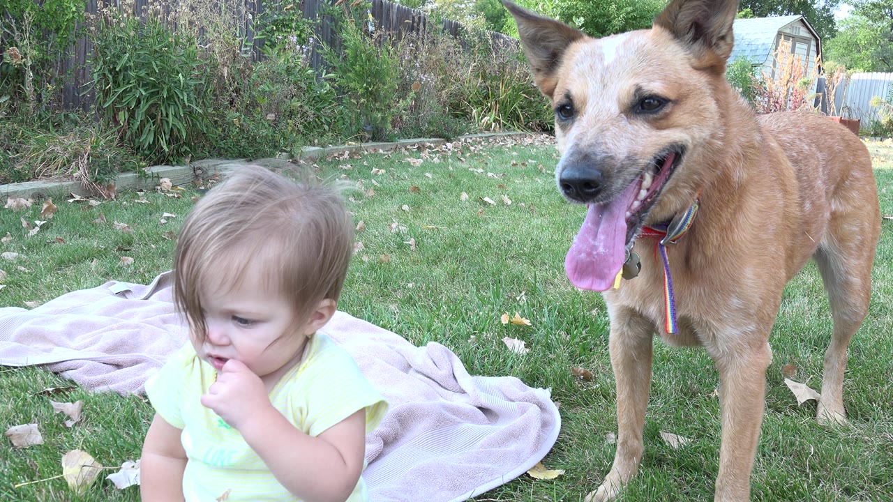 The child looks downward with one hand near the mouth while the tan dog stands close on the grass in the Westminster backyard.