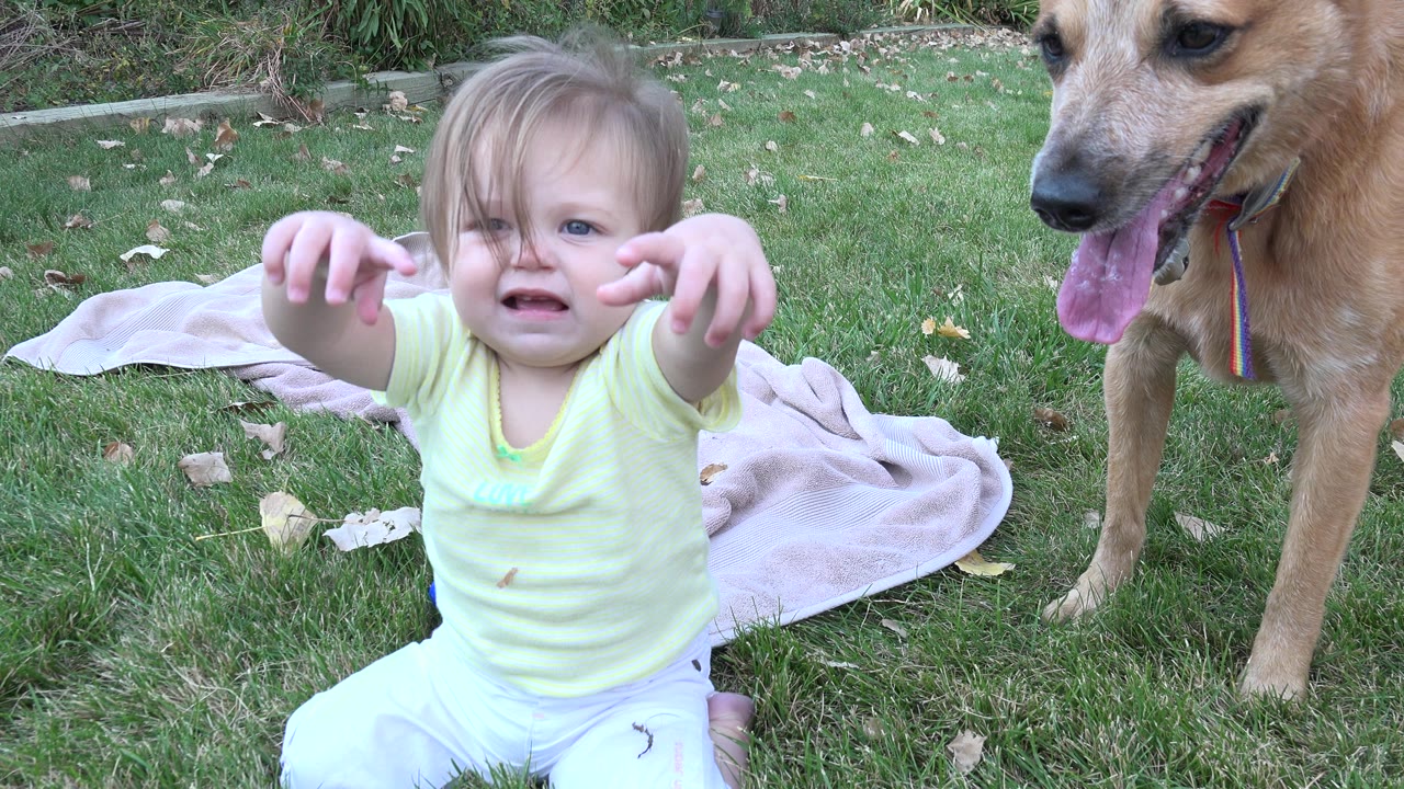 Baby reaching forward on grass beside a tan dog.