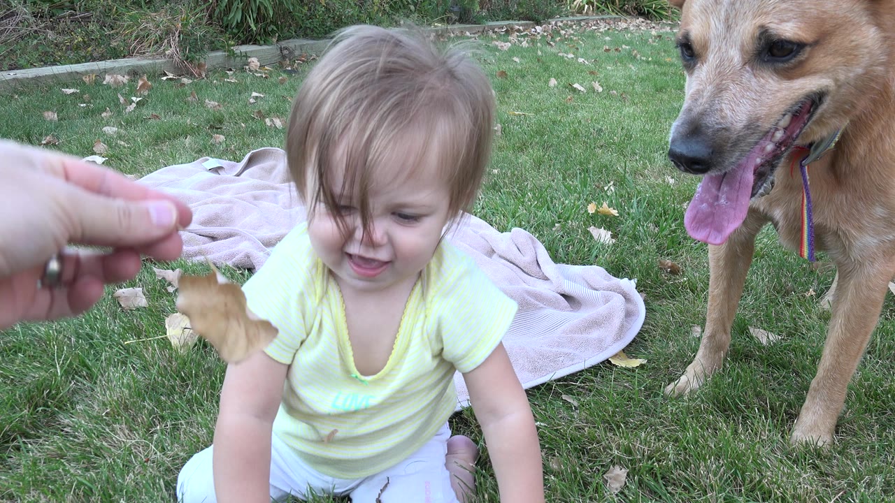 Toddler sits on grass as an adult hand holds a leaf nearby and a dog stands to the right.