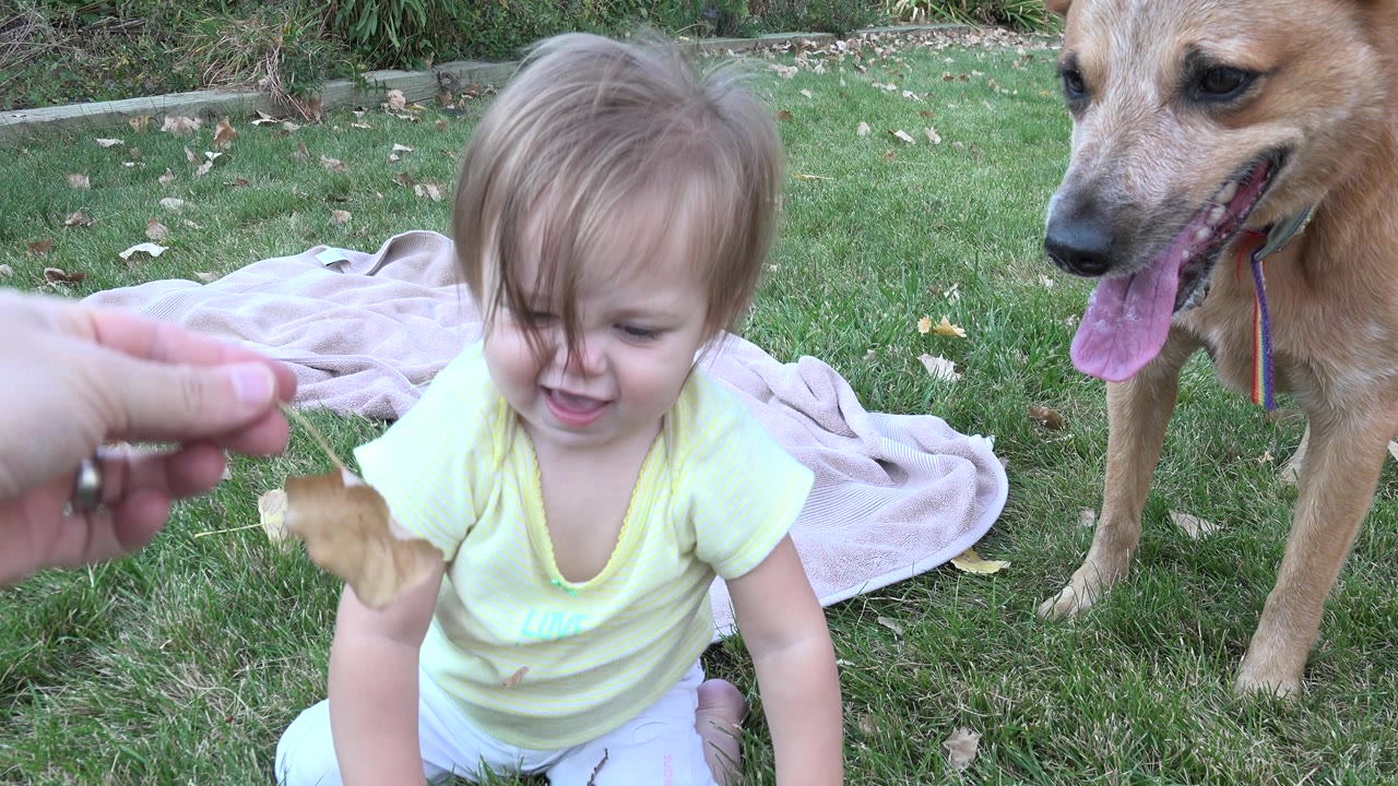 In Westminster, Colorado, the adult hand keeps the leaf in front of the toddler, whose face is partly covered by hair, while the tan dog stands close on the right.