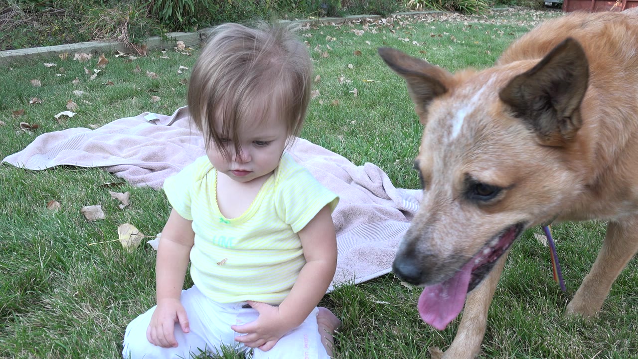 Toddler sitting on grass beside a tan dog.