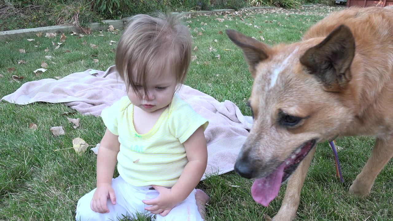 The toddler looks downward on the lawn as the tan dog pants beside them, with a light blanket spread behind them in Westminster, Colorado.