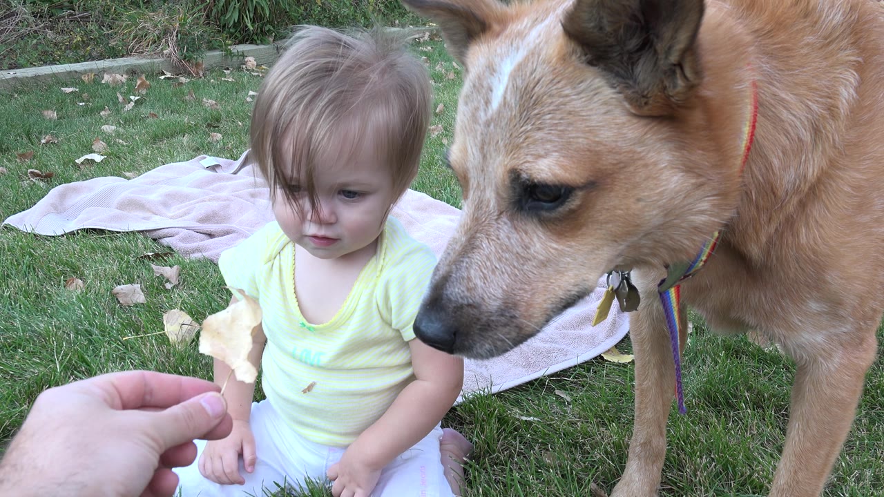 An adult hand holds a chip-like snack in front of the seated toddler while the tan dog watches from the right in the Westminster, Colorado yard.