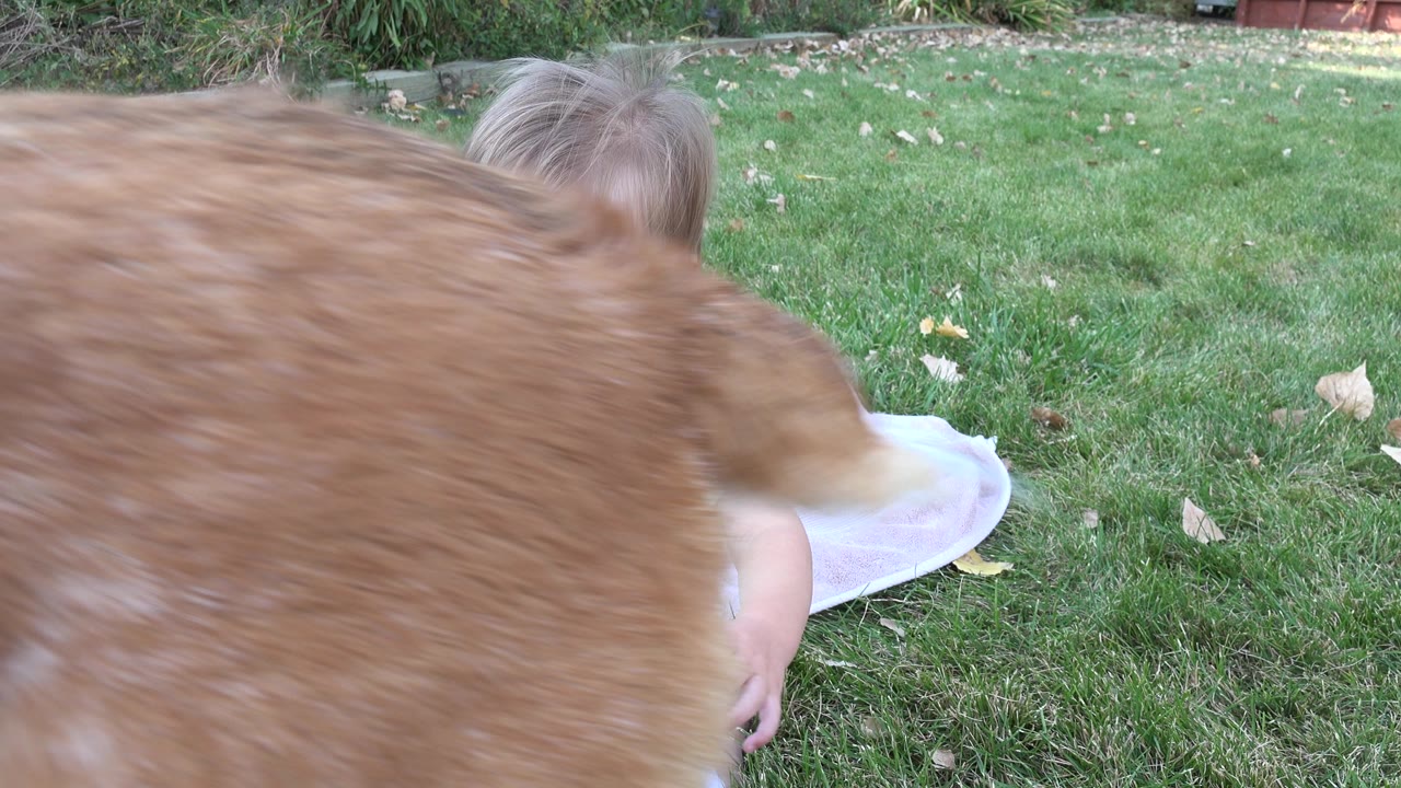 Brown dog close to the camera with a toddler partly hidden on grass.