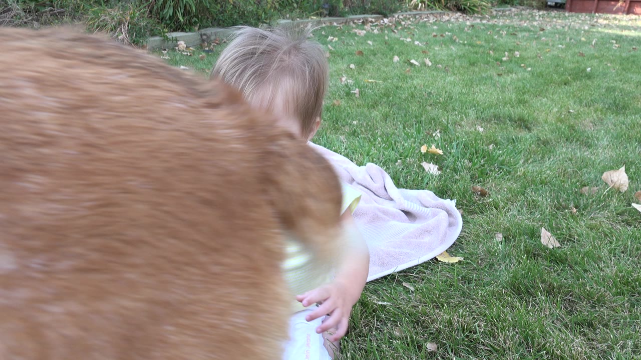 In Westminster, Colorado, the brown dog remains close to the lens as the toddler sits behind it on the grass near a pale blanket.