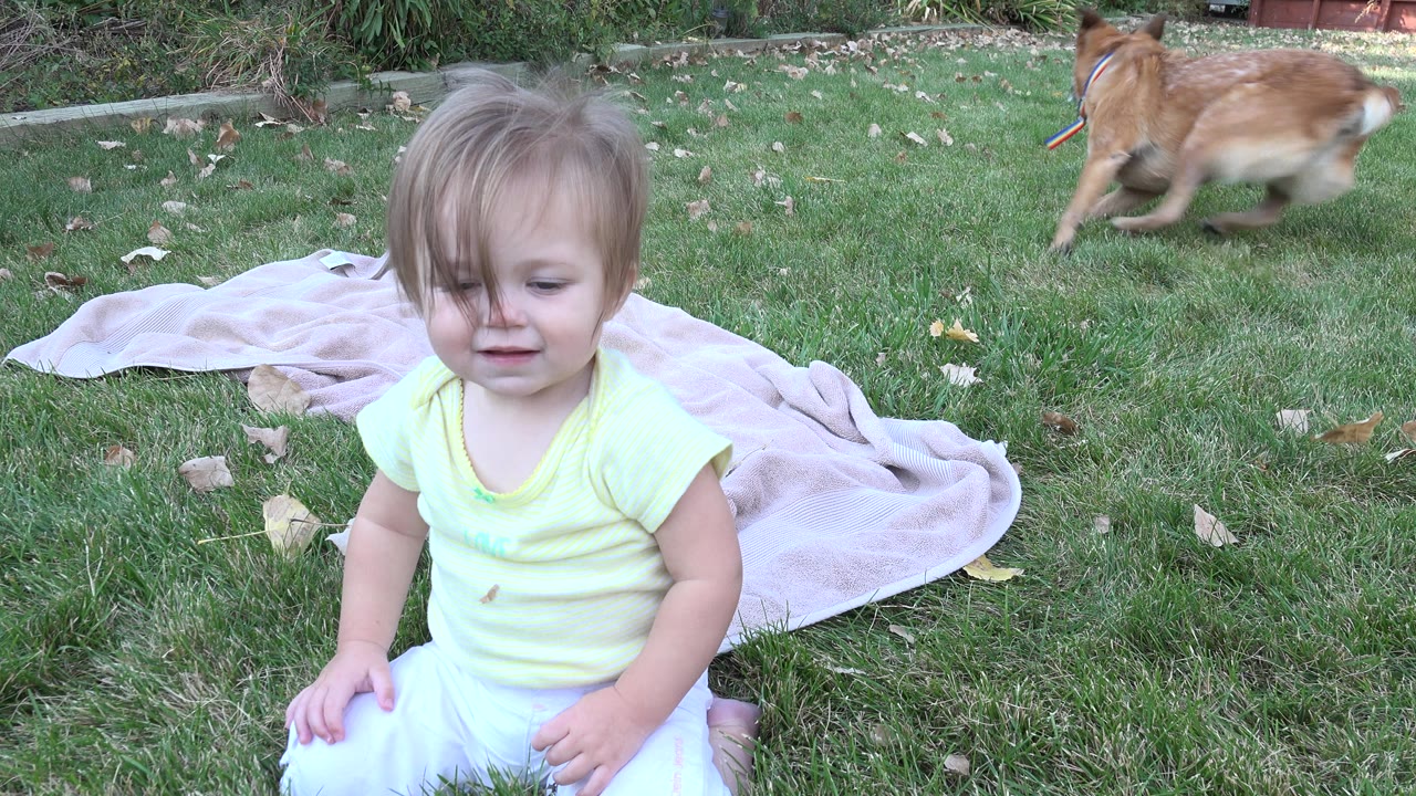 A baby sits in the foreground of a Westminster, Colorado yard as a tan dog runs across the grass behind a pale blanket.