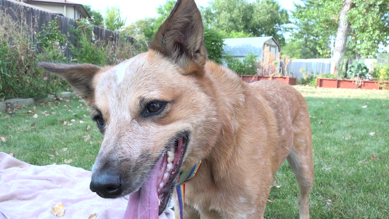 A tan dog with upright ears pants near the low camera in a Westminster, Colorado backyard, with a pale blanket at left and no visible people.