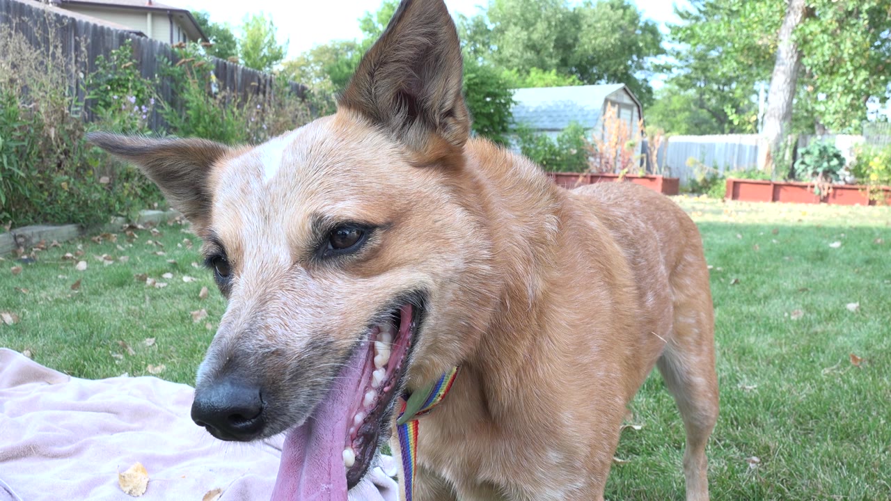 Panting tan dog facing slightly right in a grassy yard.