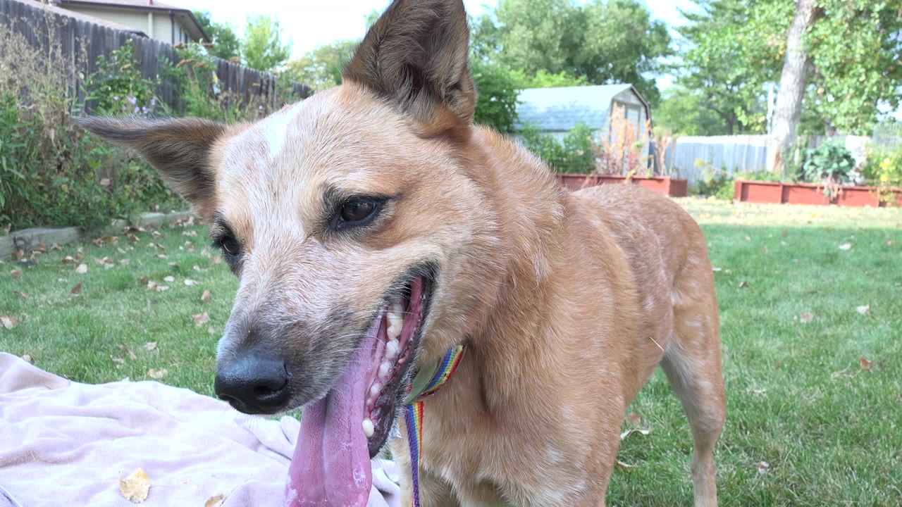 Tan dog panting close to the camera in a grassy backyard.