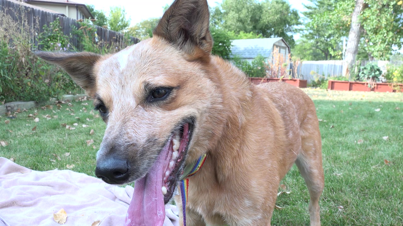 At 0:01, the dog remains near the lens with its tongue hanging down beside a pale blanket, while the Westminster backyard fence, trees, and shed sit in the background with no visible people.