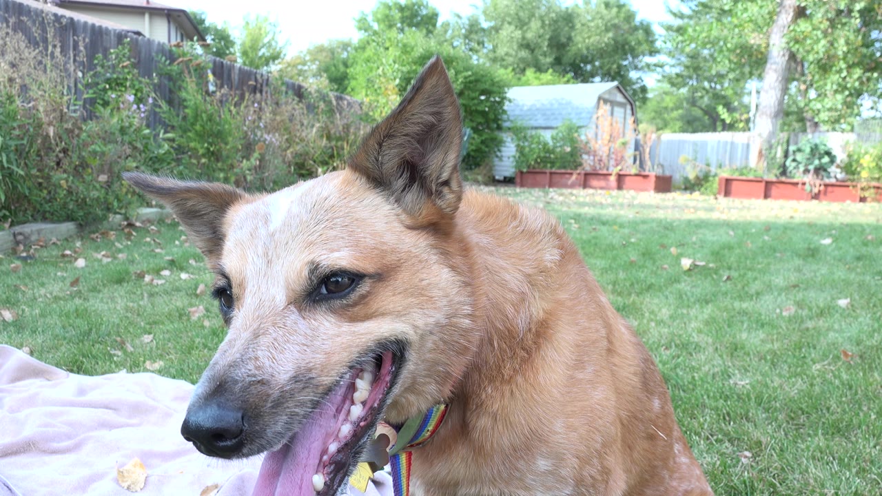 Tan and white dog panting on grass in a backyard.