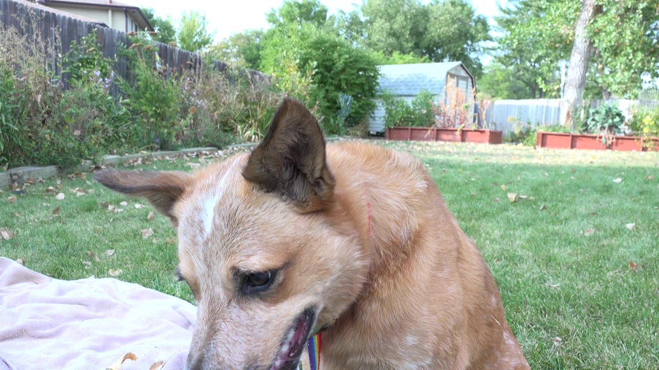 Tan dog partly cropped at the bottom of the frame lowers its head near a pale blanket in a Westminster, Colorado backyard, with green lawn, fence, shrubs, and no visible people.