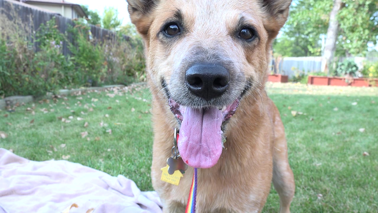 Tan dog close to camera on a backyard lawn with tongue out.