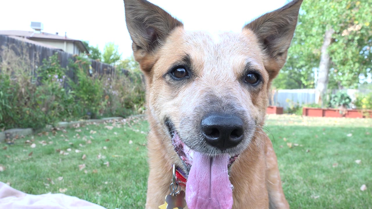 At 0:00, a tan dog with upright ears pants close to the camera in a Westminster, Colorado backyard, with grass, shrubs, fencing, and no visible people.