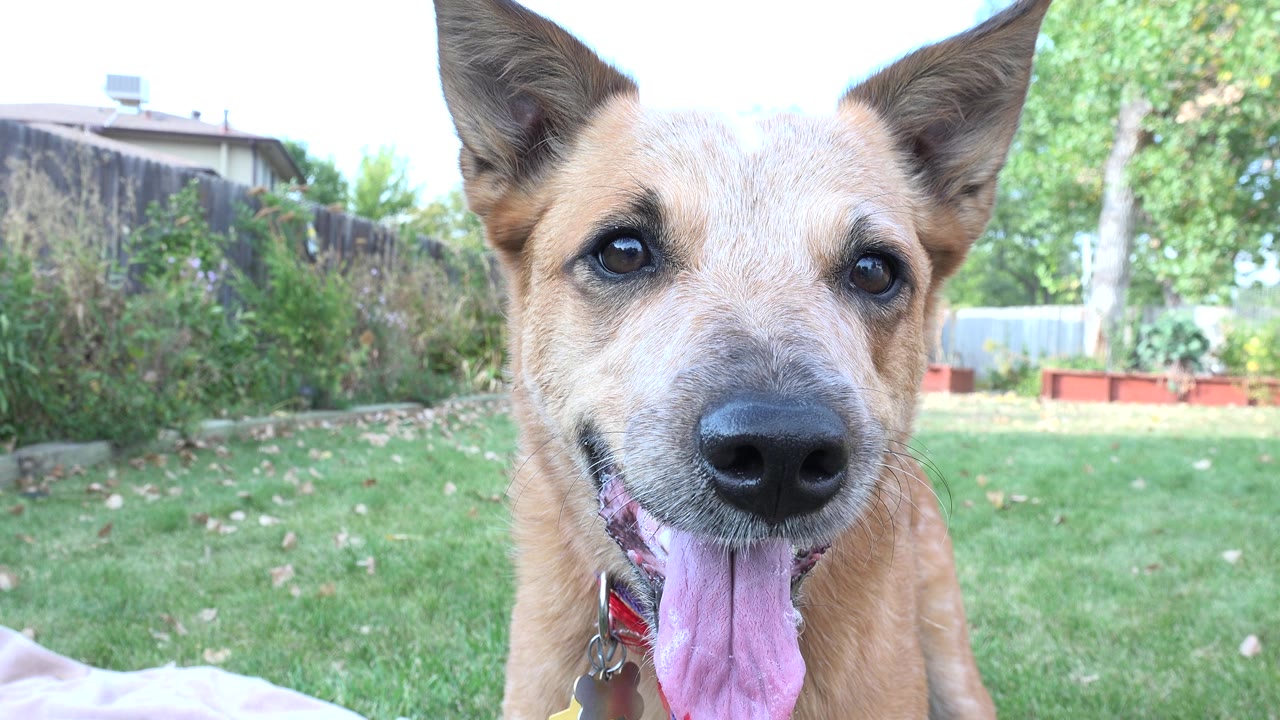At 0:02, the tan dog continues panting in a tight foreground close-up, with soft green grass, shrubs, planters, and no visible people in the background.
