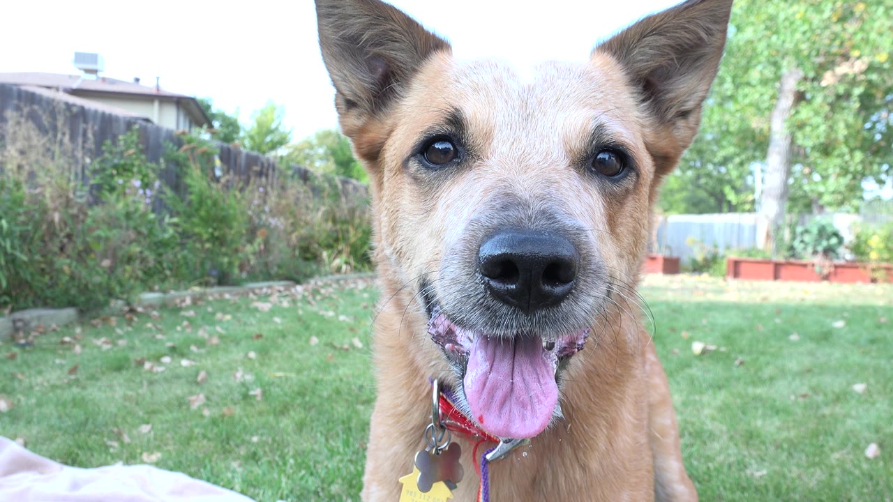 At 0:00, a brown dog faces the low camera with its tongue out on a grassy yard in Westminster, Colorado, with no visible people.