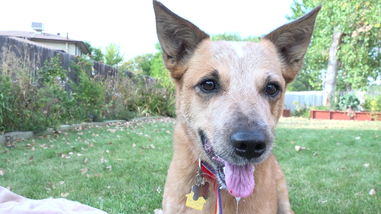 Tan dog close to a low backyard camera with tongue out.