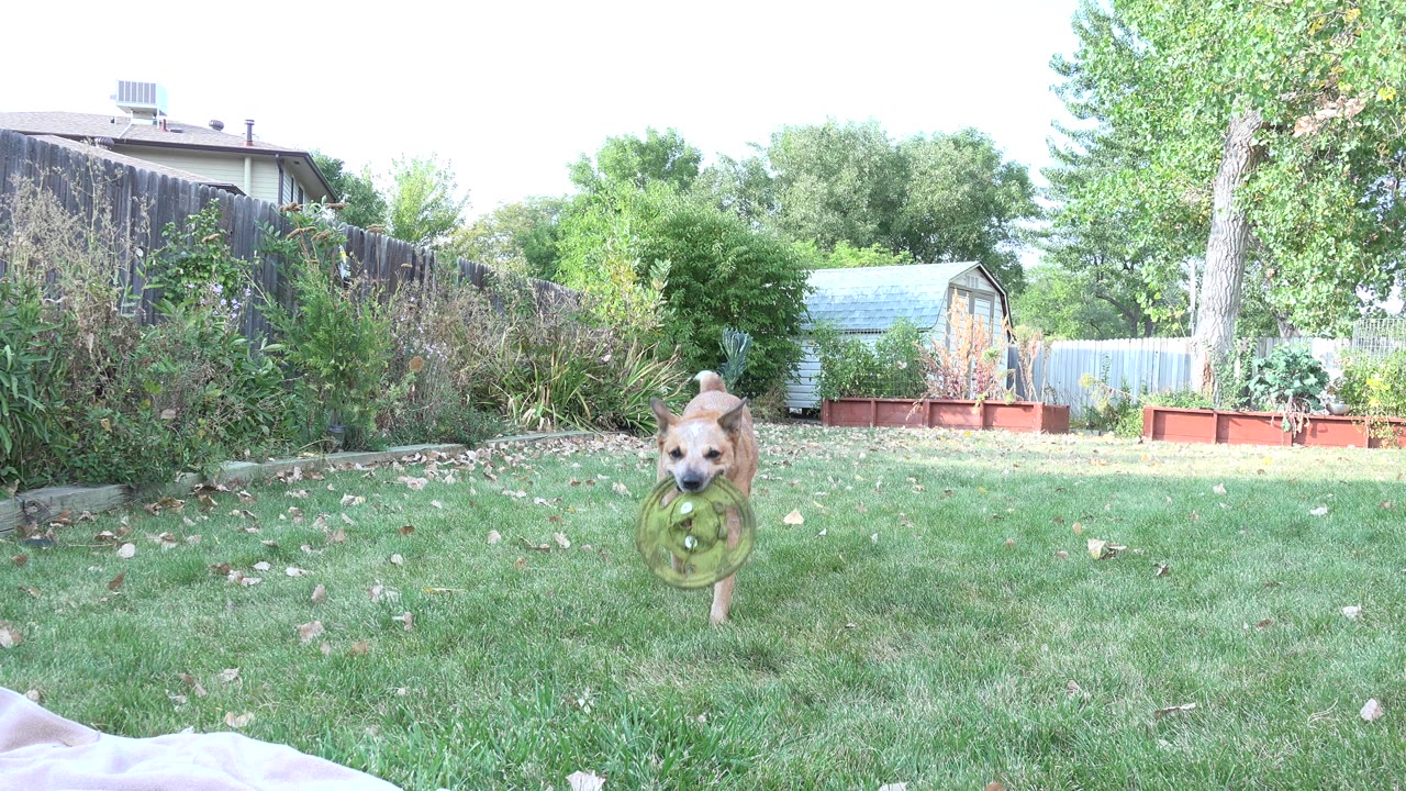 Brown dog running across a backyard lawn with a green object in its mouth.