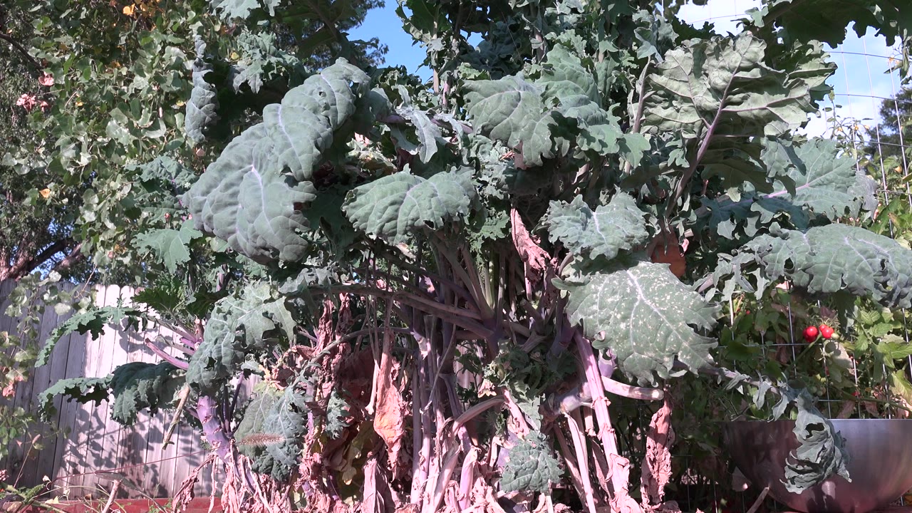 Large dark green leaves and brownish stems fill the frame in a Westminster, Colorado garden, with fence and trees behind them and no visible people.