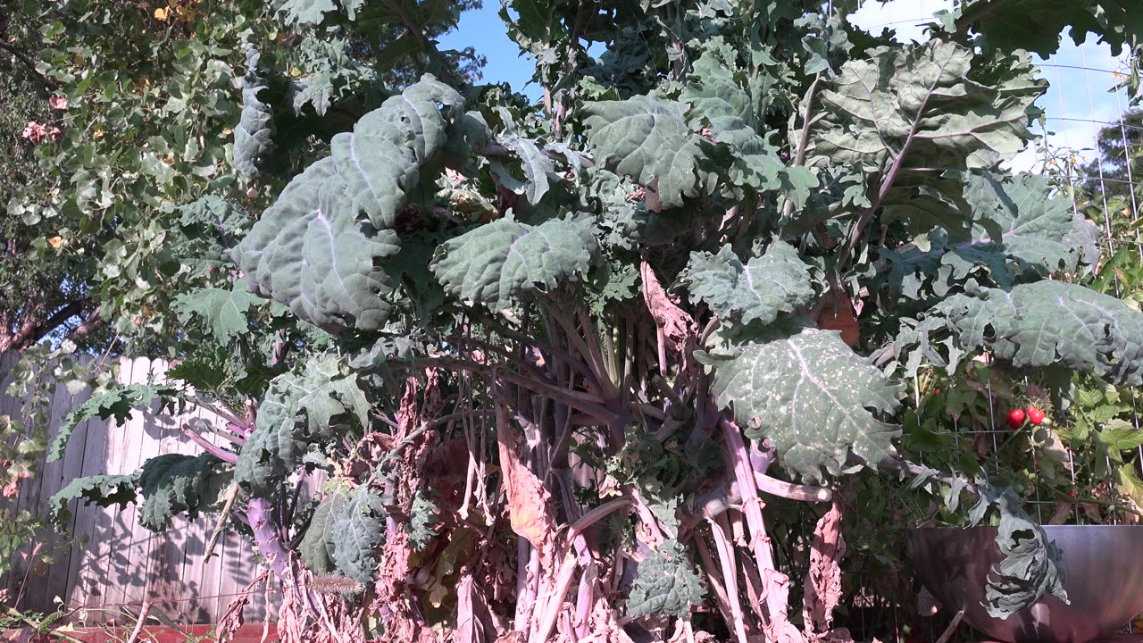 Dense green leaves with fence and trees in the background.