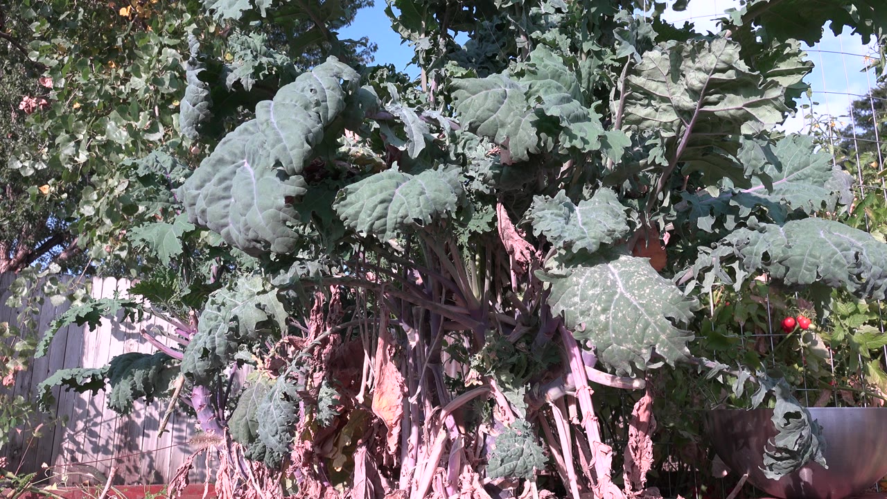 Large blue-green leaves and pale stems fill the first frame of a Westminster, Colorado garden view, with fence, branches, sky, and no visible people.