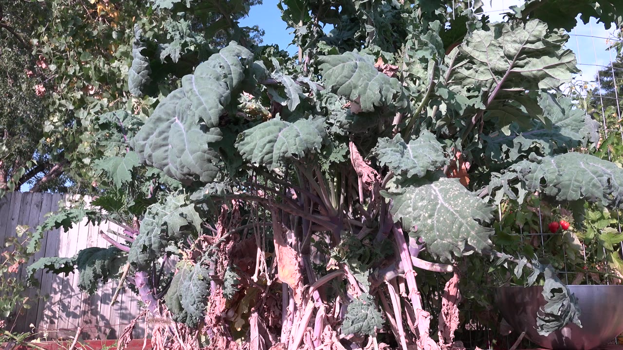 Large green plant leaves fill the opening frame in Westminster, Colorado, with a wooden fence, tree branches, blue sky, and no visible people.