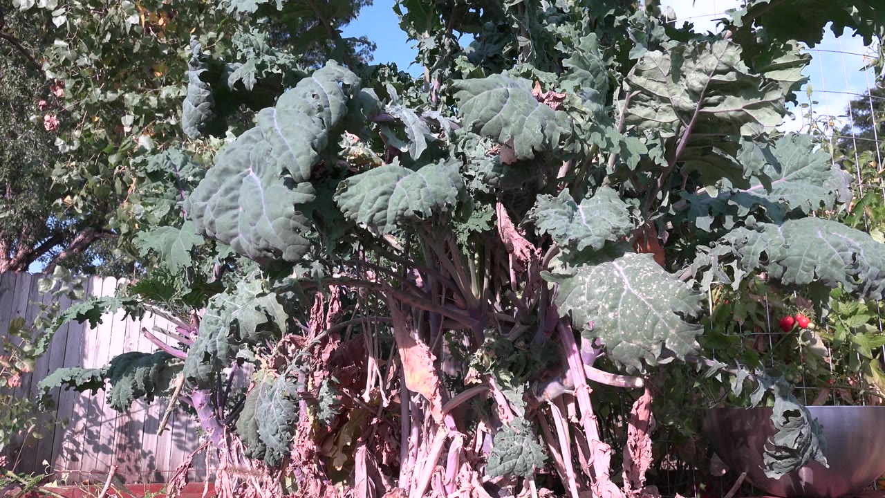 Broad green leaves dominate the Westminster, Colorado frame, with small red fruit at the right edge, fence boards behind, and no visible people.