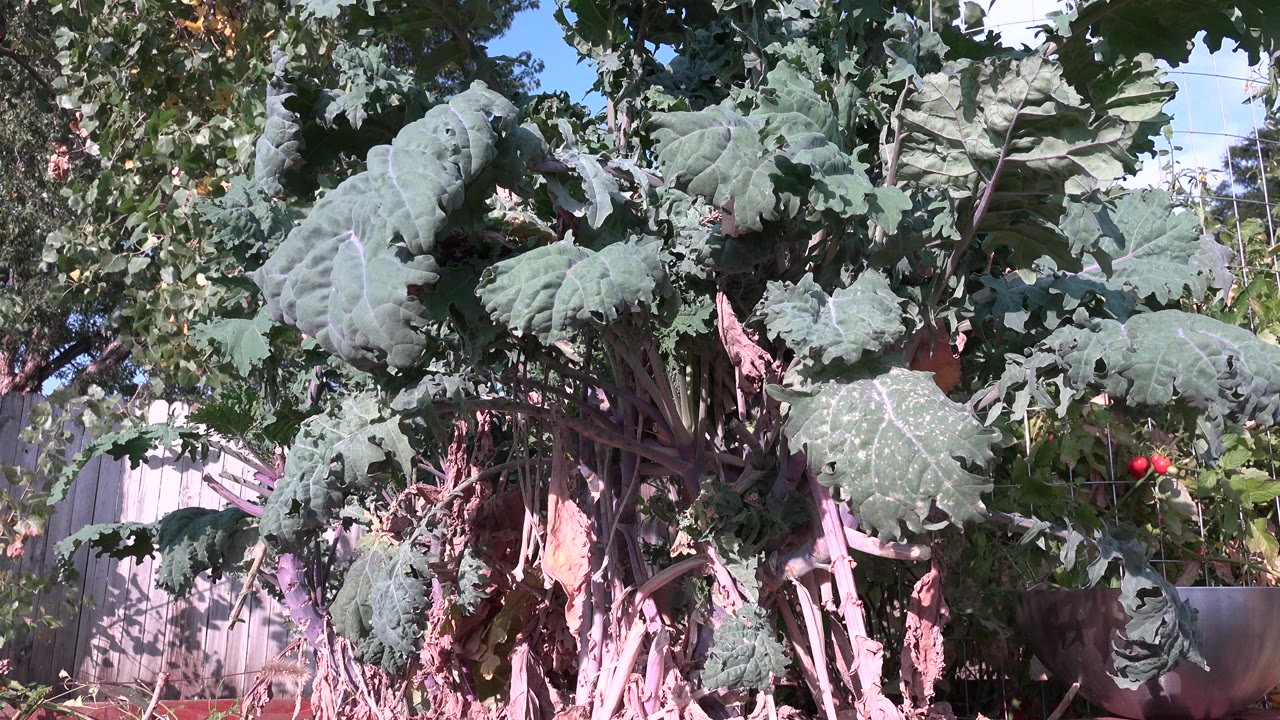 Backyard plant leaves lit by sun with dry stems below.