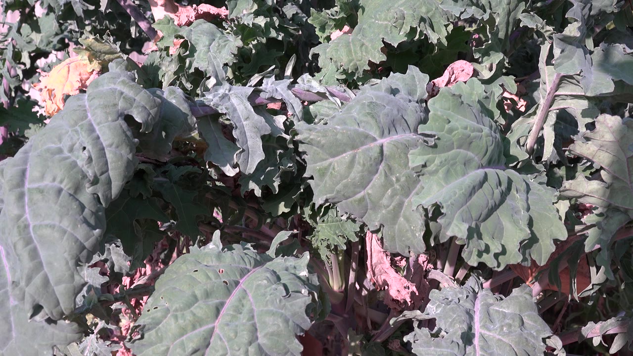 Close-up of broad dark green leaves in Westminster, Colorado, with pale veins, dry leaf litter underneath, and no visible people at the start of the clip.