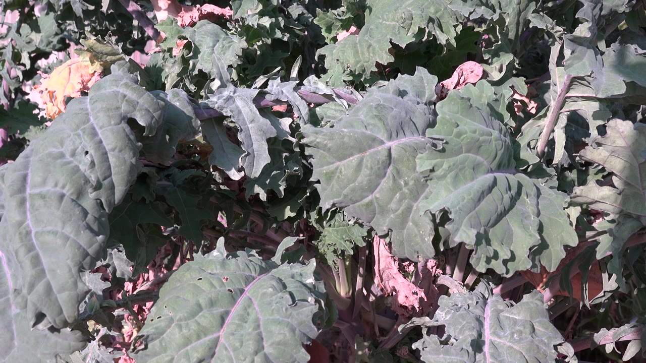Sunlit green foliage with dry leaves below