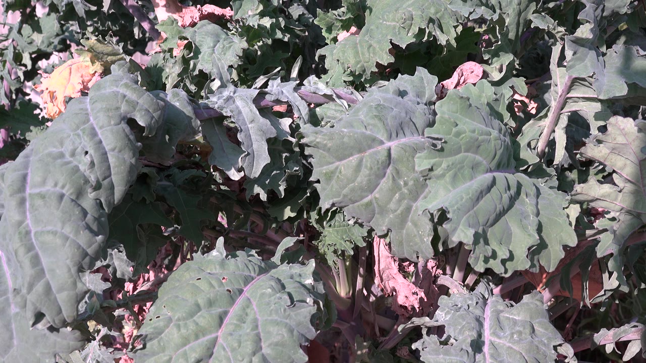 Dense green leaves and pinkish stems fill the Westminster, Colorado frame at the start of the clip, with dry leaf litter in small gaps and no visible people.