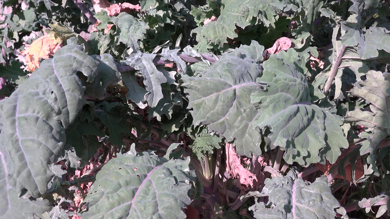 Broad green leaves and stems covering the ground.