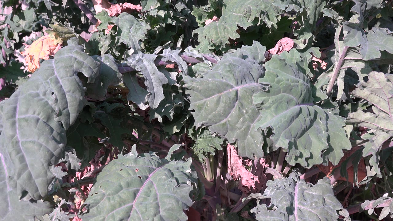 Broad green and blue-green vegetable leaves fill the first frame in Westminster, Colorado, with reddish leaf patches beneath and no visible people.