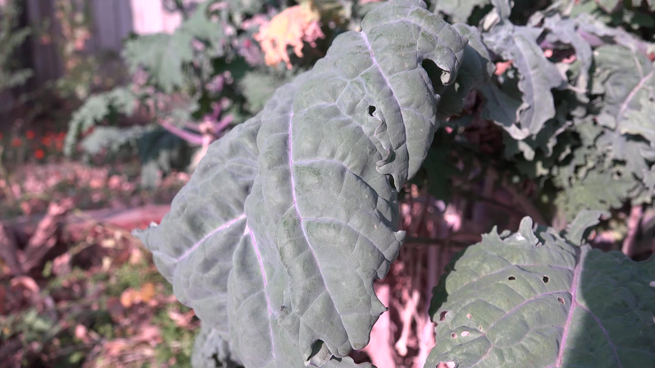 Close green leaves in bright sunlight with blurred planted ground behind them.