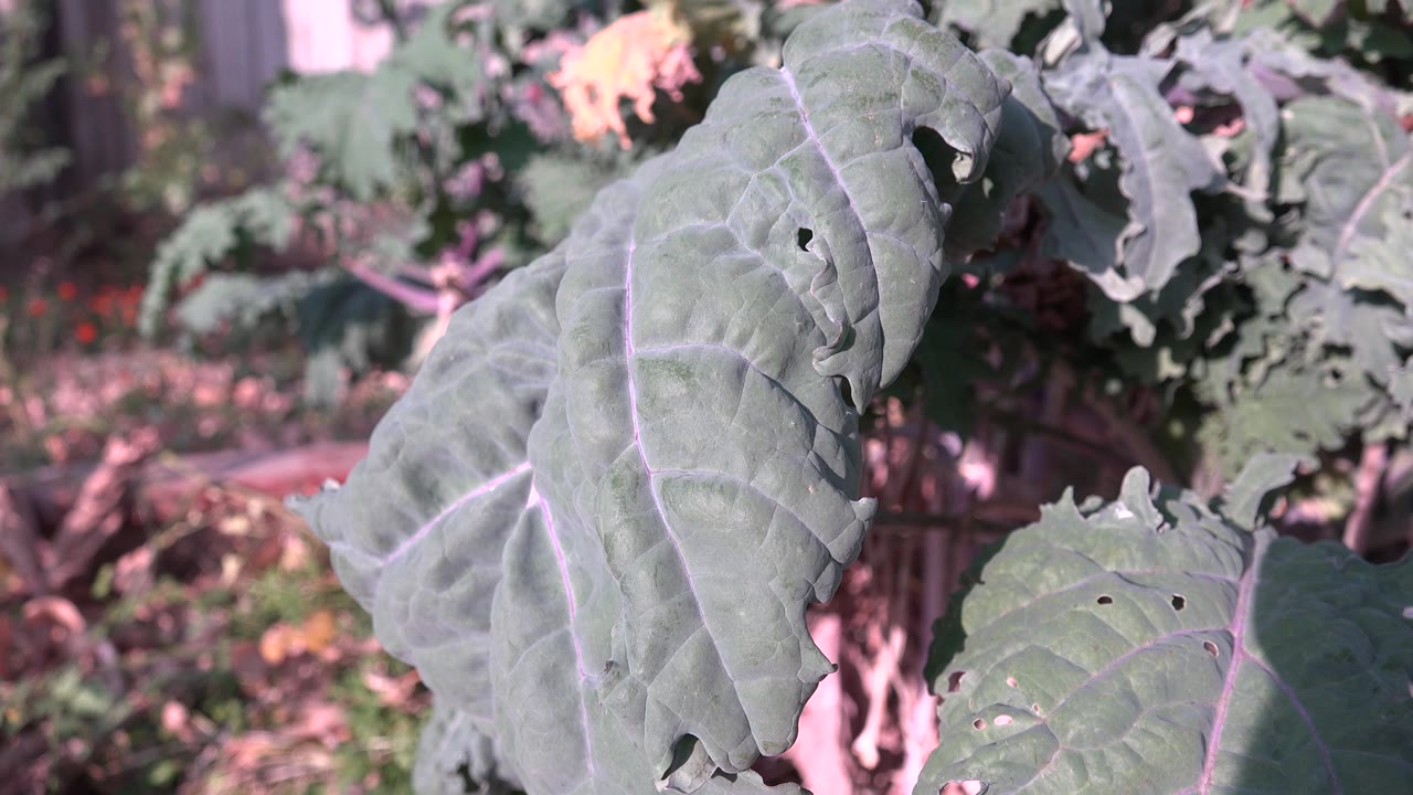 A large leaf hangs near the center of the Westminster garden frame, with smaller leaves and planted soil softly visible behind it and no visible people.