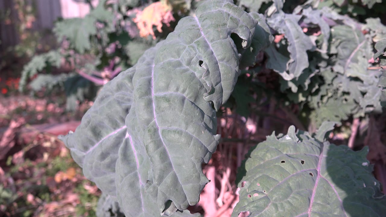 Close-up of dark green leaves with pale veins and small holes in Westminster, Colorado, with blurred garden foliage behind them and no visible people.