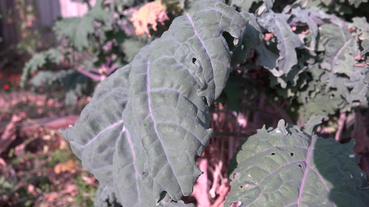 Sunlit green leaves with insect holes and pale veins.