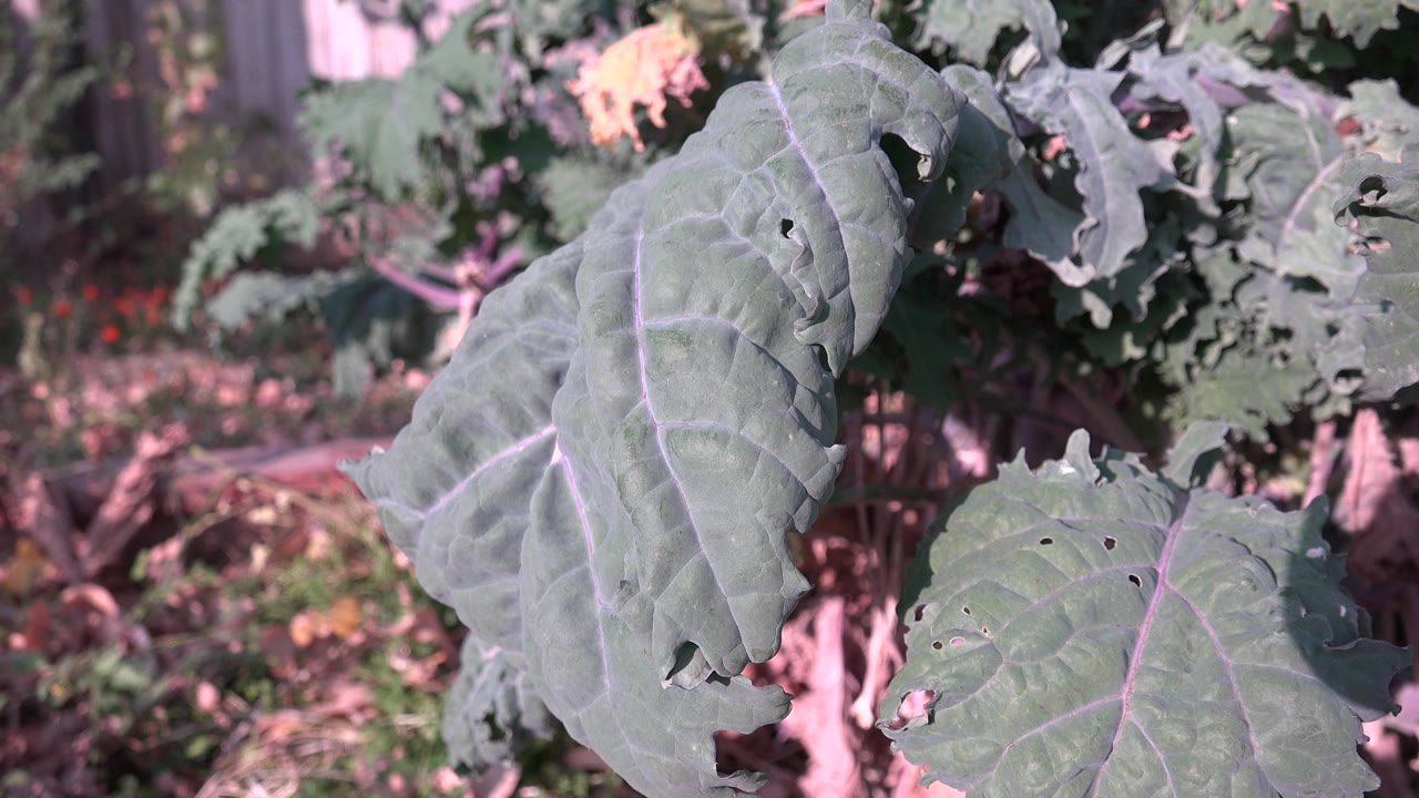 Broad green-blue leaves with small holes and soft garden vegetation behind them in Westminster, Colorado, with no visible people.