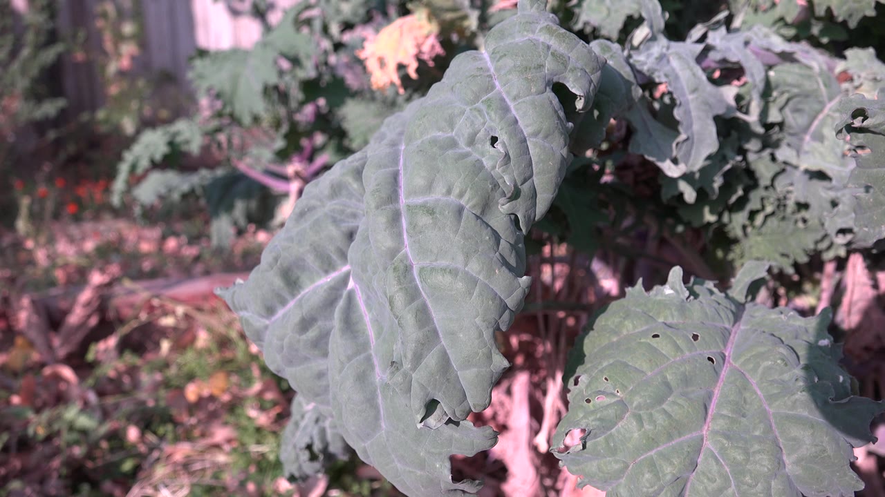 Large veined leaves fill most of the frame with blurred foliage behind.