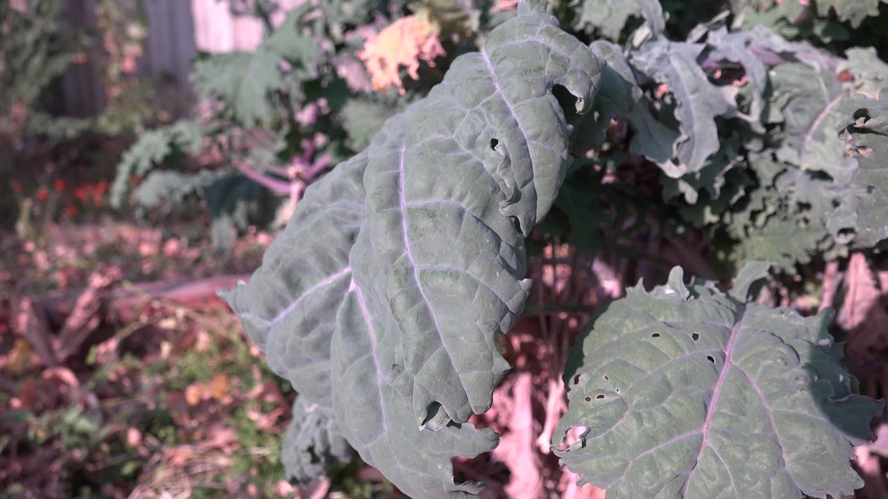 Large green leaves with insect holes fill the foreground in Westminster, Colorado, with blurred garden plants and no visible people.