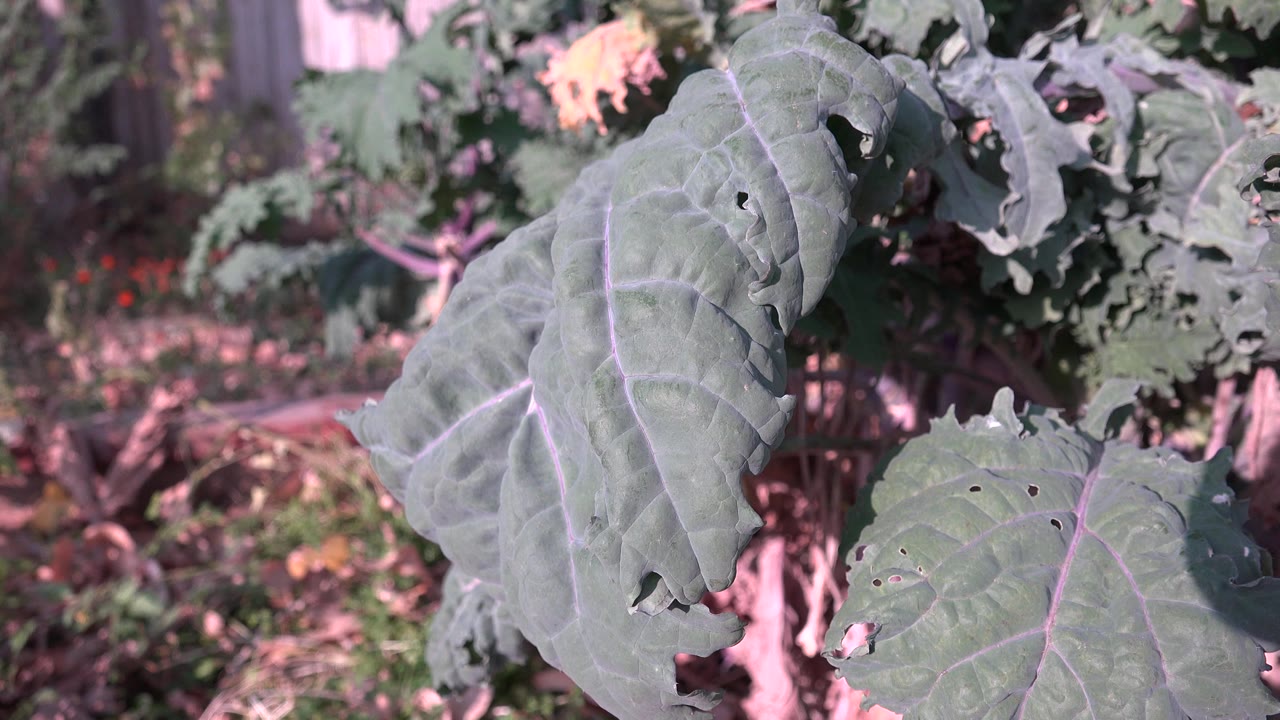 Large blue-green leaves with pale veins fill the foreground in Westminster, Colorado, with soft garden plants and soil behind them and no visible people.