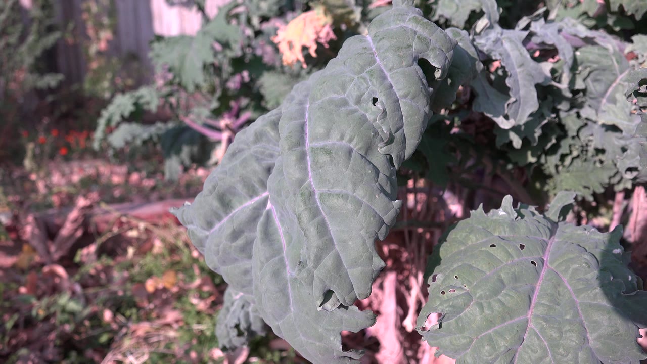 A broad foreground leaf leans across the frame in Westminster, Colorado, with darker foliage and pinkish sunlit background patches, no visible people.